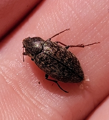 Epitragodes tomentosus