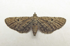 Eupithecia intricata
