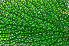 Piper appendiculatum