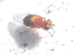 Thaumatomyia rubida