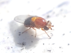 Thaumatomyia rubida