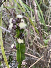 Baccharis genistelloides