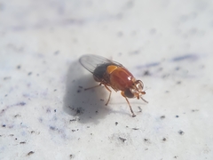 Thaumatomyia rubida