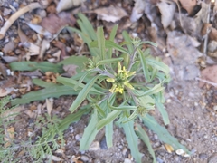 Erysimum repandum