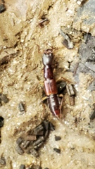 Homaeotarsus cribratus