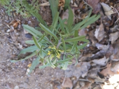 Erysimum repandum