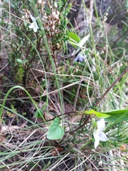 Viola lactea