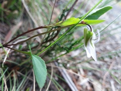Viola lactea