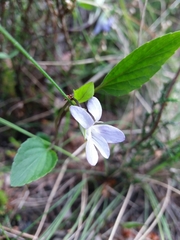 Viola lactea