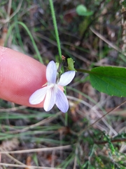 Viola lactea