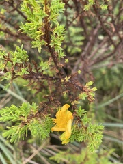 Hypericum laricifolium