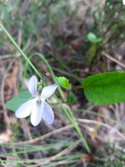 Viola lactea