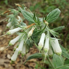 Lithospermum bejariense