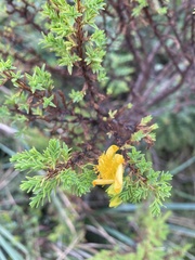 Hypericum laricifolium