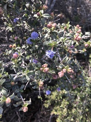 Ceanothus foliosus medius