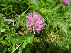 Trifolium pratense