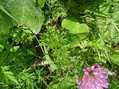 Trifolium pratense