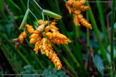 Stromanthe stromanthoides