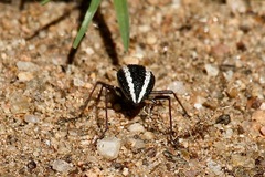 Stenocara gracilipes