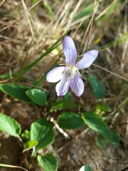 Viola lactea