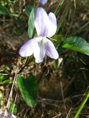 Viola lactea