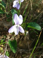 Viola lactea