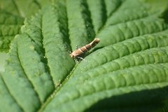 Cameraria ohridella