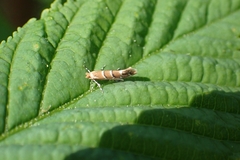 Cameraria ohridella