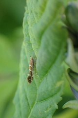 Cameraria ohridella