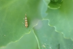 Cameraria ohridella