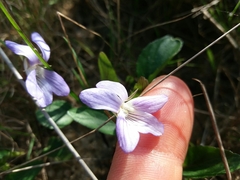 Viola lactea