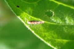 Cameraria ohridella