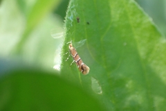 Cameraria ohridella