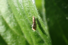 Cameraria ohridella