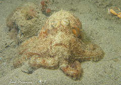 Octopus berrima
