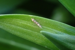 Cameraria ohridella