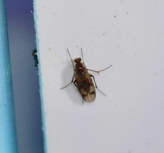 Anomalomyia guttata