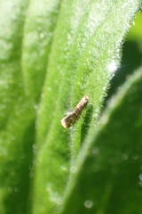 Cameraria ohridella