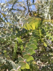 Eucalyptus kruseana