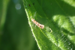 Cameraria ohridella