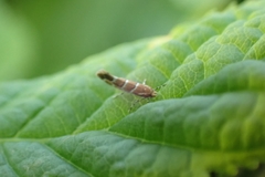 Cameraria ohridella