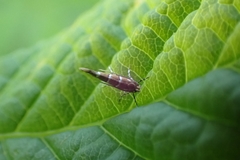 Cameraria ohridella
