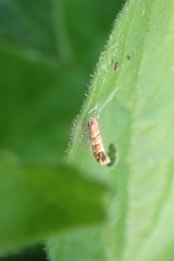 Cameraria ohridella