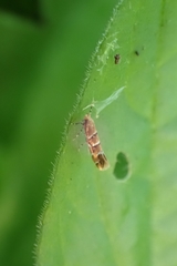 Cameraria ohridella