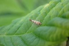 Cameraria ohridella