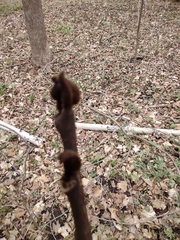 Asimina triloba