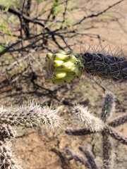 Cylindropuntia thurberi versicolor