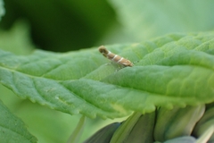 Cameraria ohridella