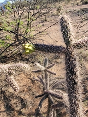 Cylindropuntia thurberi versicolor
