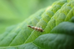 Cameraria ohridella